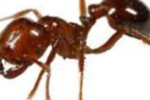 Fire Ant stings could be Deadly Always carry an Epi-Pen with you and a Medic Alert