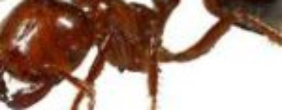 Fire Ant stings could be Deadly Always carry an Epi-Pen with you and a Medic Alert